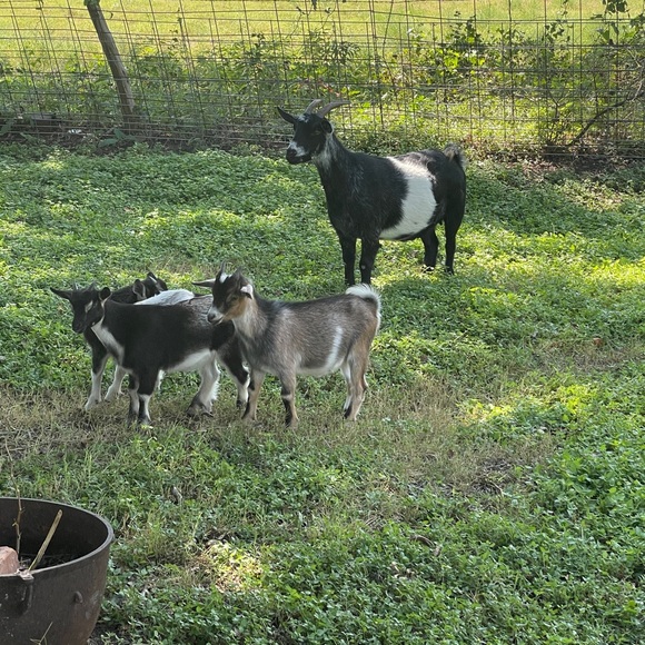 Meet your Posher, Sherry - Picture 4 of 17